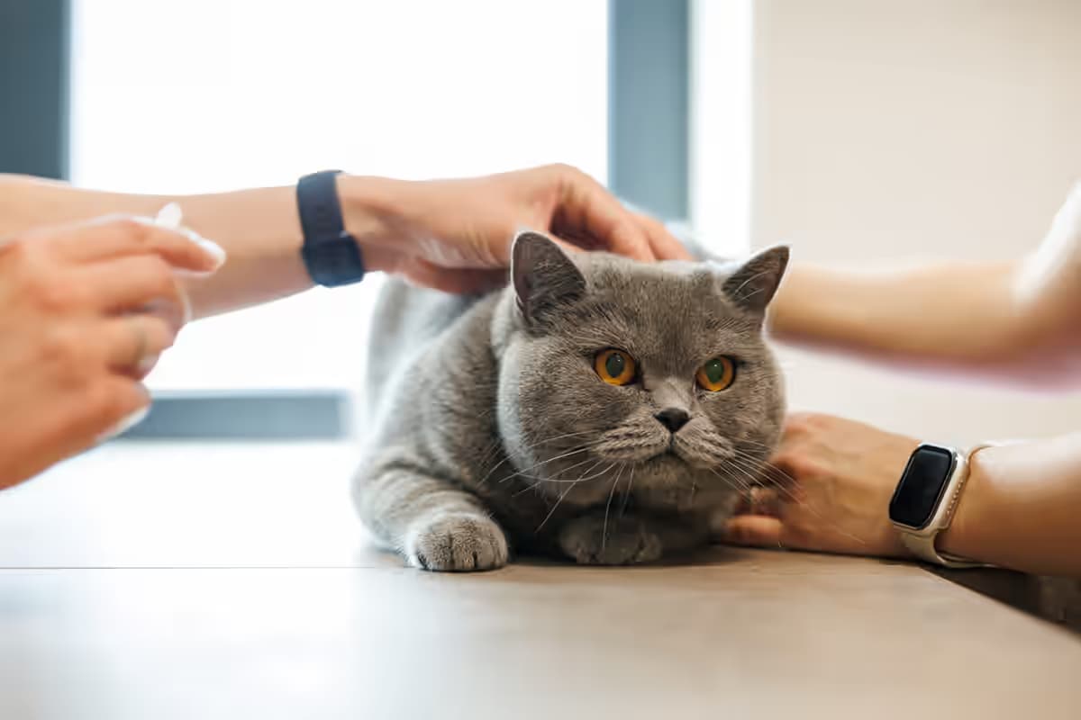 MediVet